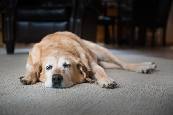 ¿Puede morir un perro por depresión? - ¿Los perros se enferman de tristeza?