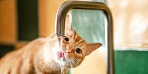 Por qué los gatos ignoran su bebedero y prefieren el agua del grifo: la explicación científica (y cuándo alarmarse)