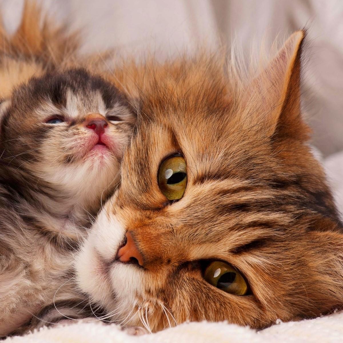 ¿Por qué mi gata rechaza a sus crías?