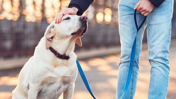 María Vetican, veterinaria: “Los perros necesitan oler orina y heces para entender el mundo, pero ingerirlas puede ser un riesgo” - “Cuida su salud, pero déjale ser un perro”: lo que sí y lo que no debes permitir durante el paseo