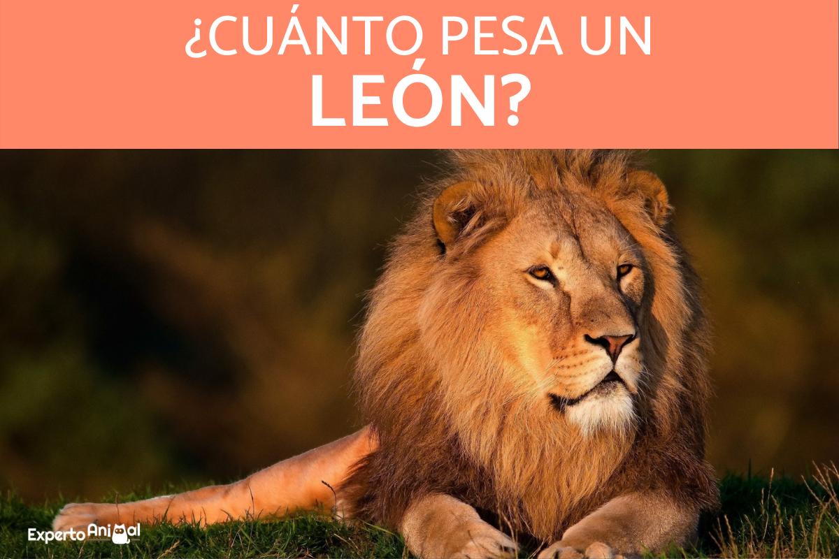 ¿Cuánto pesa un león?