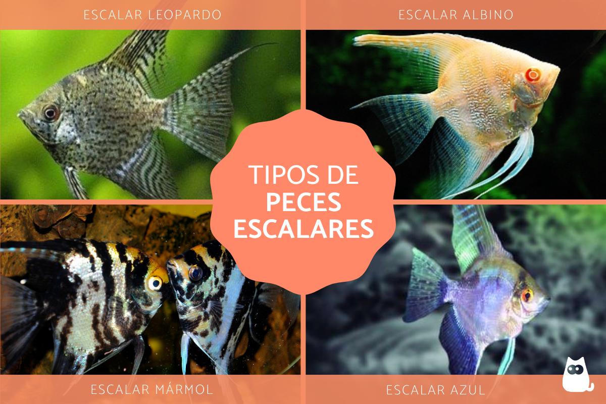 Tipos de escalares