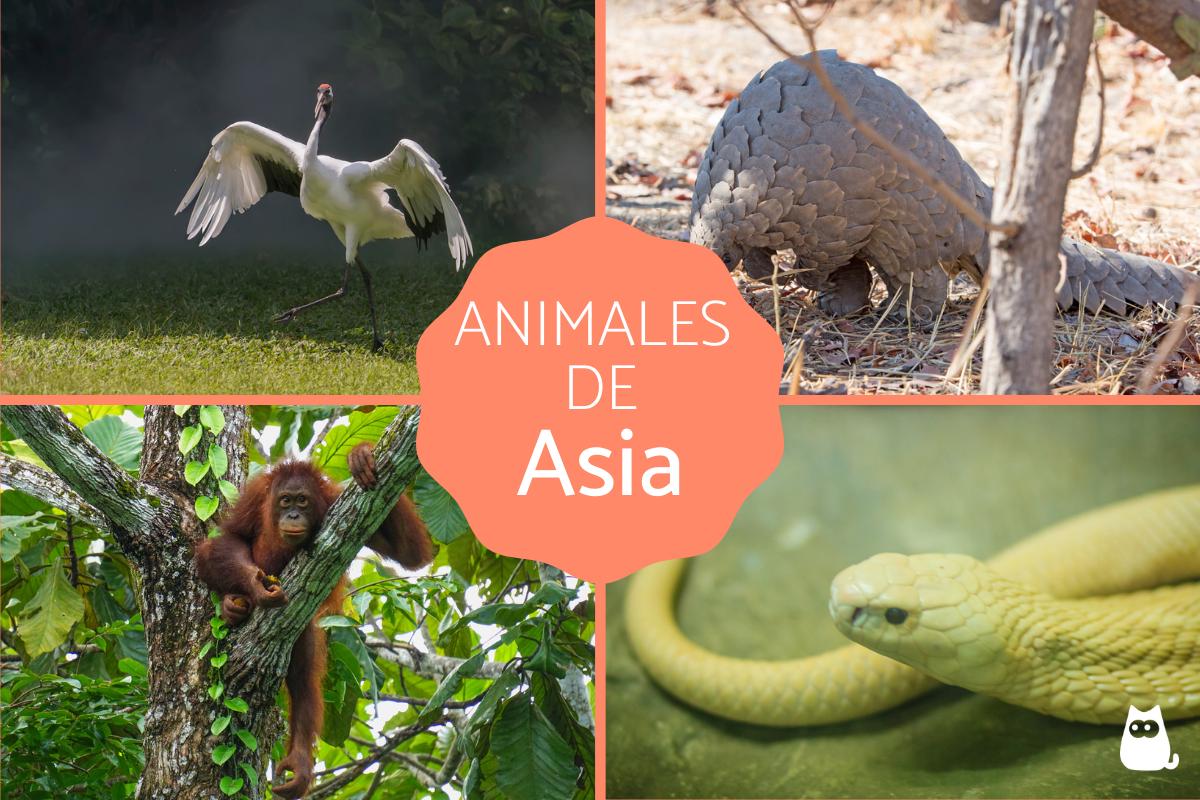 Animales de Asia