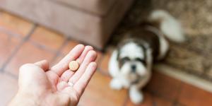 ¿Cuándo hace efecto la pastilla de desparasitar perros?