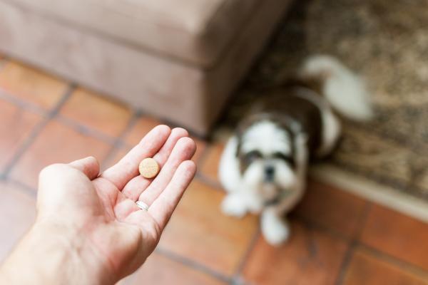 ¿Cuándo hace efecto la pastilla de desparasitar perros?