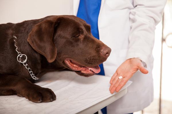 ¿Cuándo hace efecto la pastilla de desparasitar perros? - ¿Cuántas pastillas de desparasitar le doy a mi perro?