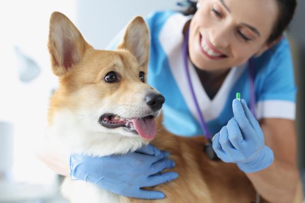 ¿Cuándo hace efecto la pastilla de desparasitar perros? - ¿Cuánto tiempo dura el efecto de la pastilla para desparasitar perros?