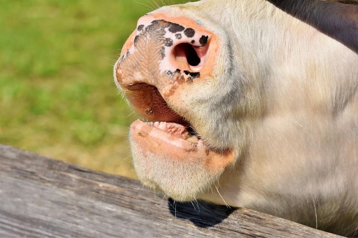 ¿Las vacas tienen dientes?
