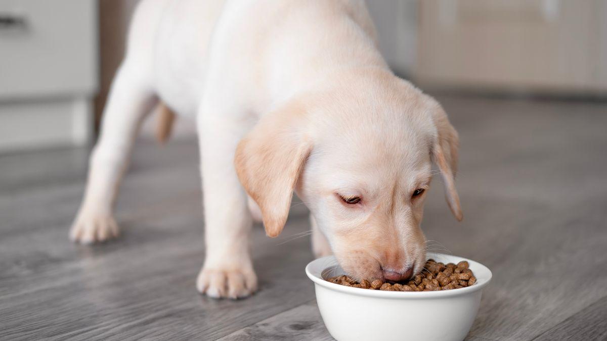 Los veterinarios coinciden: masticar todos los días ayuda a reducir el estrés y mejora la salud de los perros