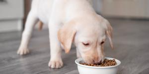 Los veterinarios coinciden: masticar todos los días ayuda a reducir el estrés y mejora la salud de los perros