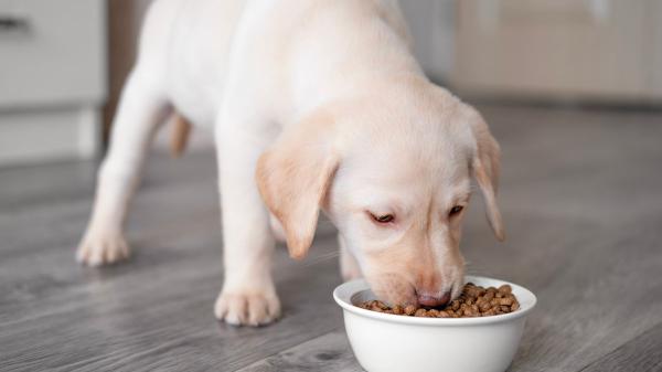 Los veterinarios coinciden: masticar todos los días ayuda a reducir el estrés y mejora la salud de los perros