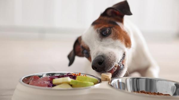 Los veterinarios coinciden: masticar todos los días ayuda a reducir el estrés y mejora la salud de los perros - No todos los masticables son seguros para tu perro: estos son los riesgos que debes evitar