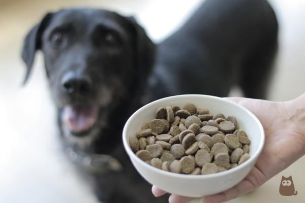 Los mejores piensos naturales para perros - Nutrición Canina NFNAtcane