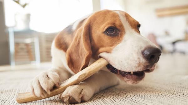 Los veterinarios coinciden: masticar todos los días ayuda a reducir el estrés y mejora la salud de los perros - Veterinarios explican por qué masticar ayuda a calmar a los perros cuando se quedan solos