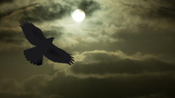 El eclipse solar hará creer a muchas aves que ha llegado la noche: dejarán de cantar y buscarán refugio - Algunas aves reducen su actividad y pueden prepararse para dormir