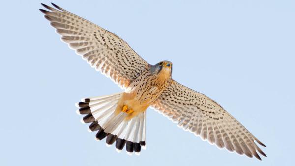 El eclipse solar hará creer a muchas aves que ha llegado la noche: dejarán de cantar y buscarán refugio - La luz actúa como un reloj biológico para las aves