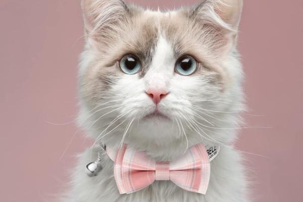 Nombres para gatos con L - Los mejores nombres para gatos con L