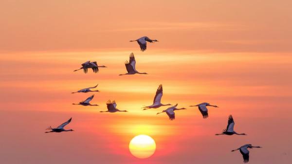 El eclipse solar hará creer a muchas aves que ha llegado la noche: dejarán de cantar y buscarán refugio - Una oportunidad única para entender cómo la luz cambia el comportamiento de las aves