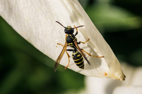 Tipos de avispas en España - 1. Avispa común (Vespula vulgaris)