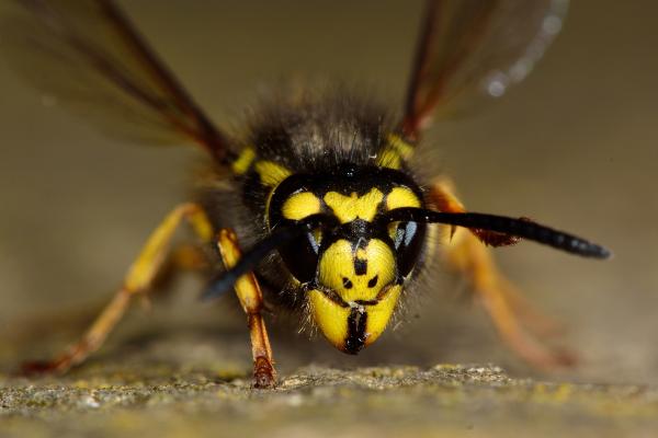 Tipos de avispas en España - 2. Avispa germánica (Vespula germánica)
