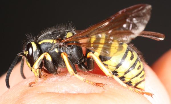 Tipos de avispas en España - 3. Avispa austríaca (Vespula austriaca)