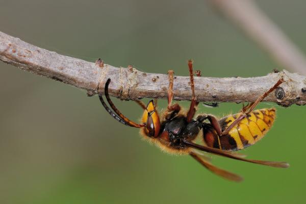 Tipos de avispas en España - 4. Avispón europeo (Vespa crabro)