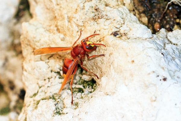 Tipos de avispas en España - 6. Avispón oriental (Vespa orientalis)