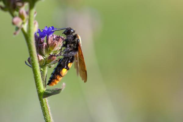 Tipos de avispas en España - 7. Avispa mamut (Megascolia maculata)  