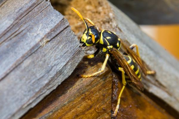 Tipos de avispas en España - 8. Avispa papelera europea (Polistes dominula) 