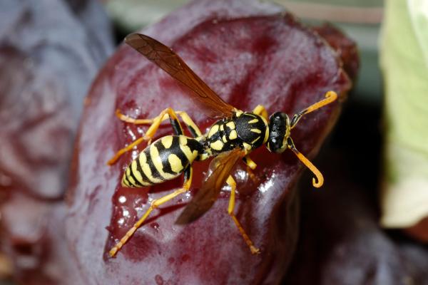 Tipos de avispas en España - 9. Avispa papelera francesa (Polistes gallicus)