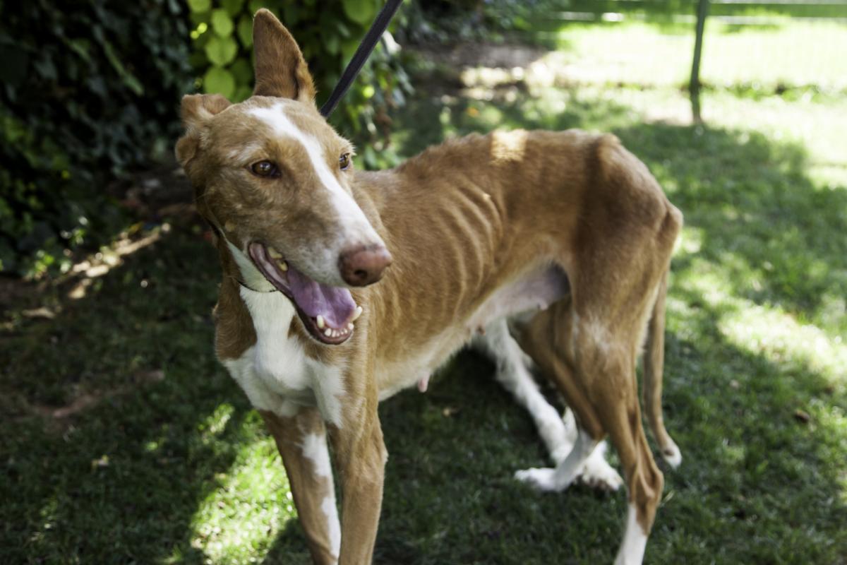 Caquexia en perros - Causas y tratamiento