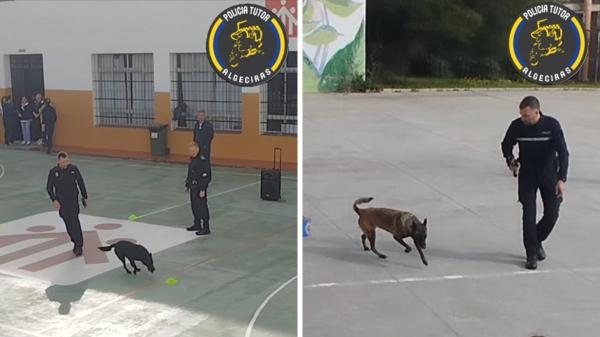 La Policía Nacional de Algeciras busca otra residencia para sus perros tras años de quejas de los vecinos: estos son los requisitos - La nueva residencia no cambiará el trabajo de los perros con sus guías