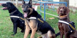 La Policía Nacional de Algeciras busca otra residencia para sus perros tras años de quejas de los vecinos: estos son los requisitos