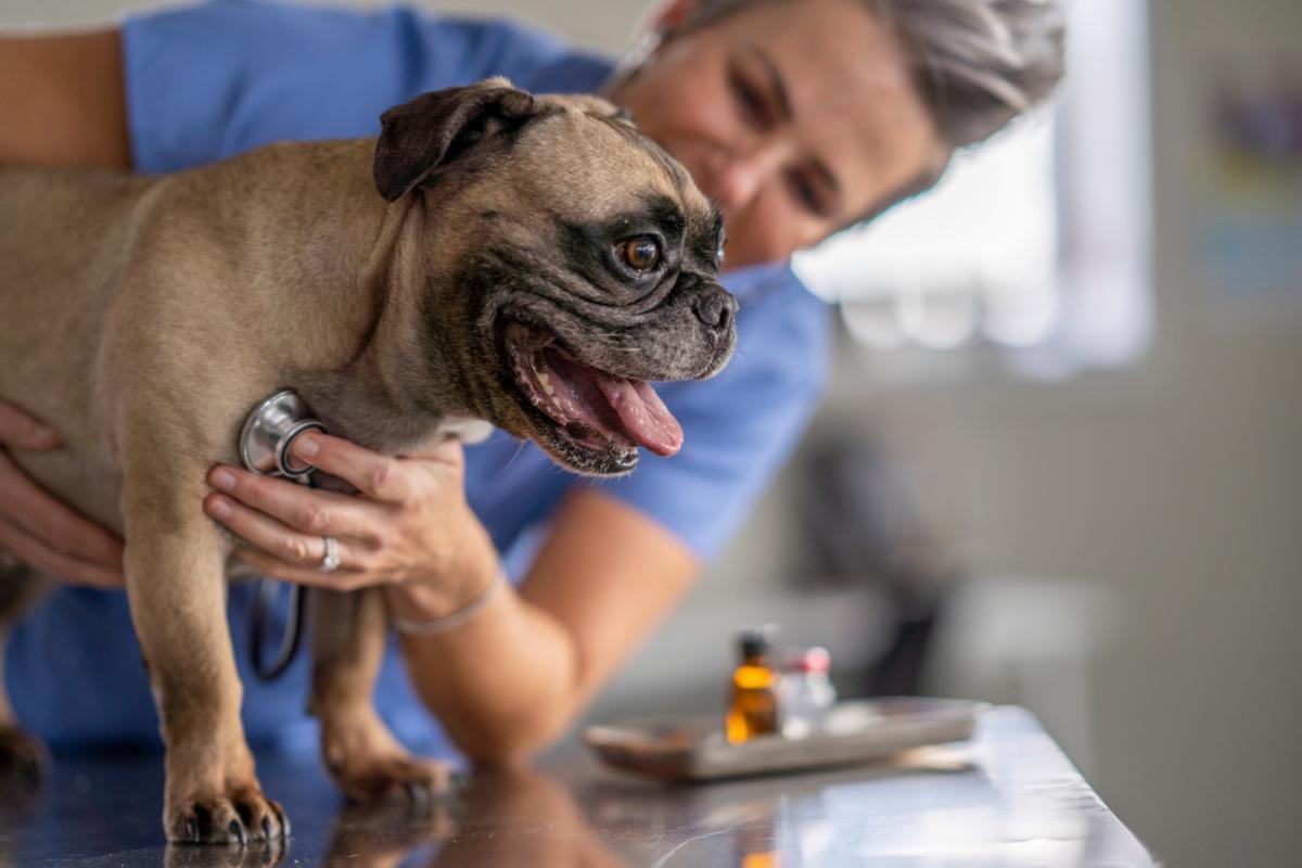Mi perro respira muy rápido estando en reposo - Causas y tratamientos