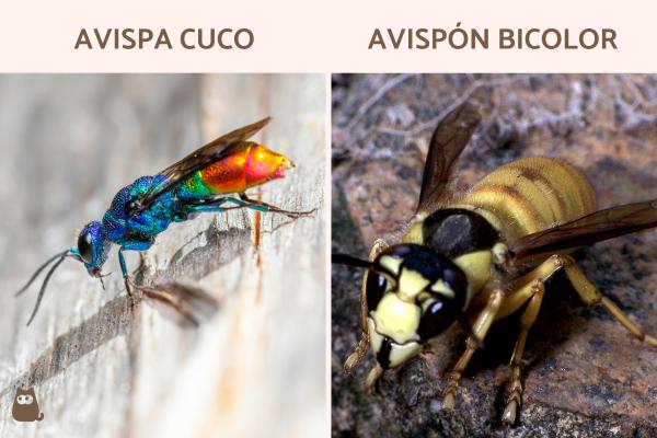 Tipos de avispas en España - Otros tipos de avispas en España