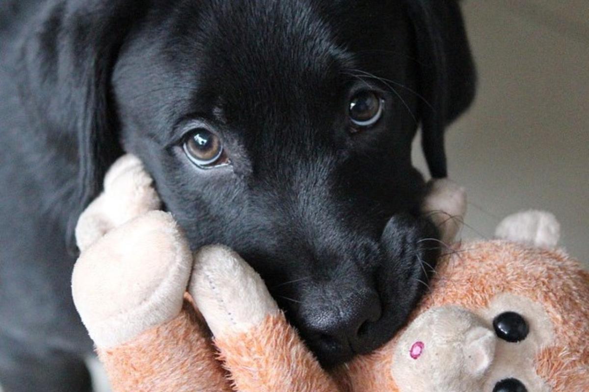Suplementos para cachorros
