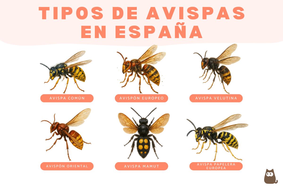 Tipos de avispas en España