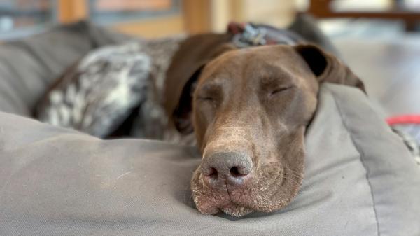 Qué es la enfermedad de Aujeszky y por qué está encendiendo las alarmas entre los veterinarios asturianos - Protocolo de actuación: qué hacer si tu perro presenta síntomas
