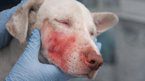 Qué es la enfermedad de Aujeszky y por qué está encendiendo las alarmas entre los veterinarios asturianos - ¿Qué es la enfermedad de Aujeszky y cómo afecta a los perros?