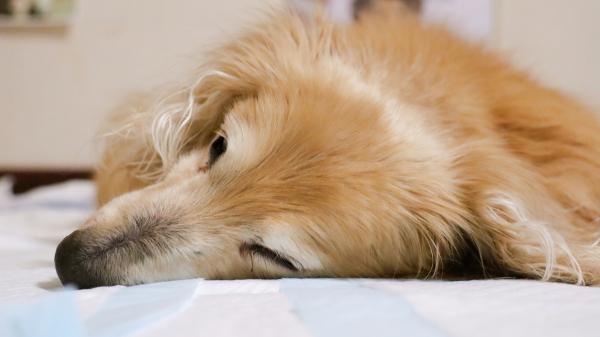 Qué es la enfermedad de Aujeszky y por qué está encendiendo las alarmas entre los veterinarios asturianos