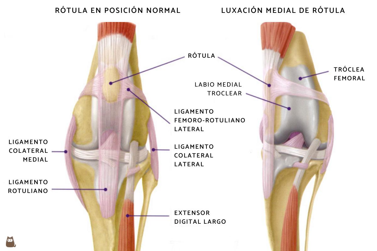 Luxación de rótula en perros - Síntomas y tratamiento