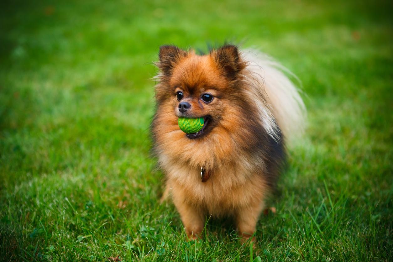 Cuidados del pomerania - Cachorro y adulto