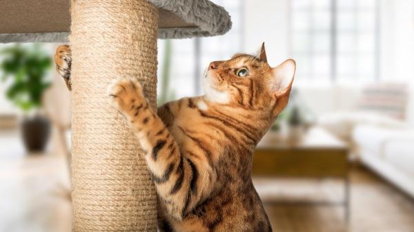 Ni se siente abandonado ni le da igual: esto siente tu gato cuando te vas de casa, según la ciencia - El enriquecimiento ambiental: clave para evitar que tu gato lo pase mal cuando te vas 