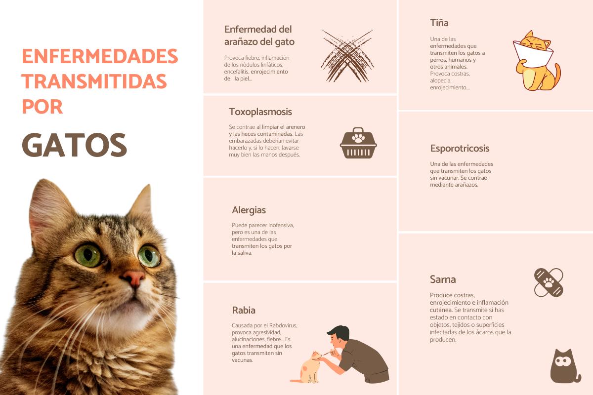Enfermedades que transmiten los gatos y sus síntomas