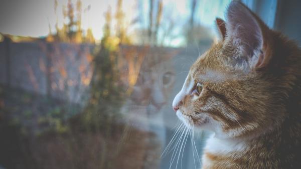 Ni se siente abandonado ni le da igual: esto siente tu gato cuando te vas de casa, según la ciencia - La verdad sobre si tu gato te extraña cuando se queda solo
