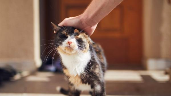 Ni se siente abandonado ni le da igual: esto siente tu gato cuando te vas de casa, según la ciencia - Las señales que confirman que tu gato sí te ha extrañado