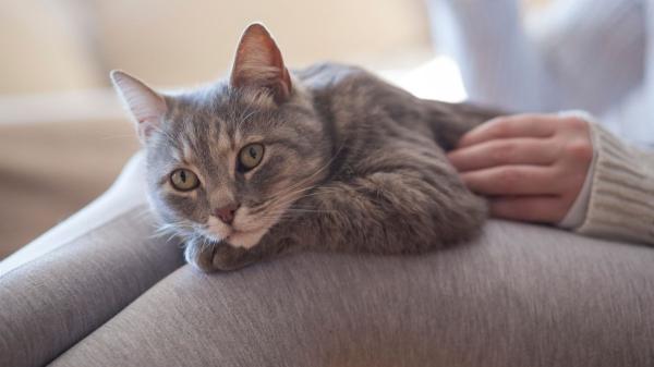 Ni se siente abandonado ni le da igual: esto siente tu gato cuando te vas de casa, según la ciencia - Los gatos crean vínculos emocionales muy fuertes con sus humanos