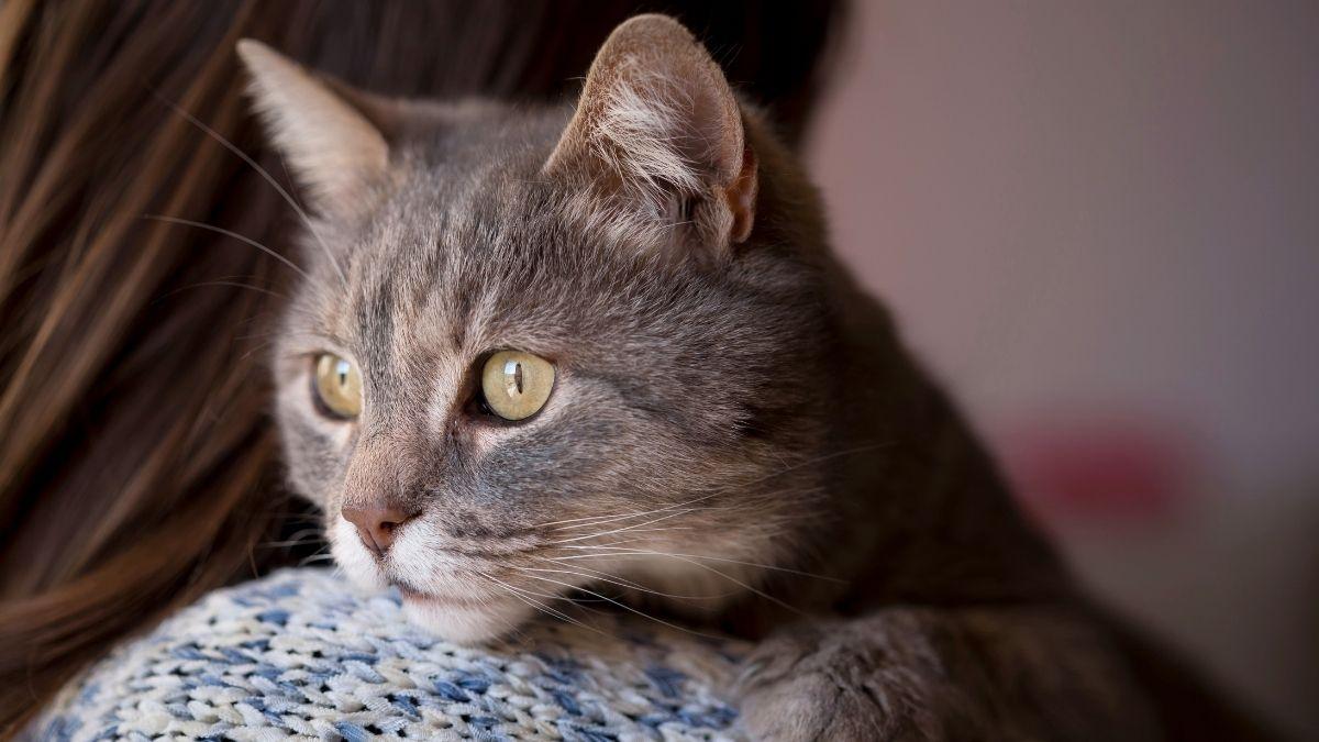 Ni se siente abandonado ni le da igual: esto siente tu gato cuando te vas de casa, según la ciencia