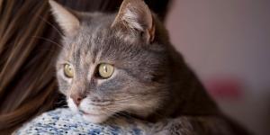 Ni se siente abandonado ni le da igual: esto siente tu gato cuando te vas de casa, según la ciencia