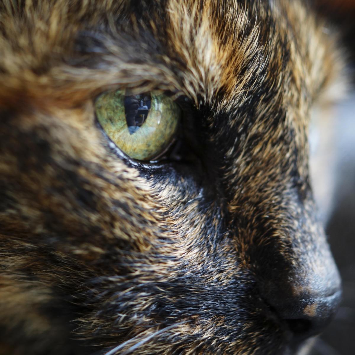 ¿Por qué a mi gato le lloran los ojos?
